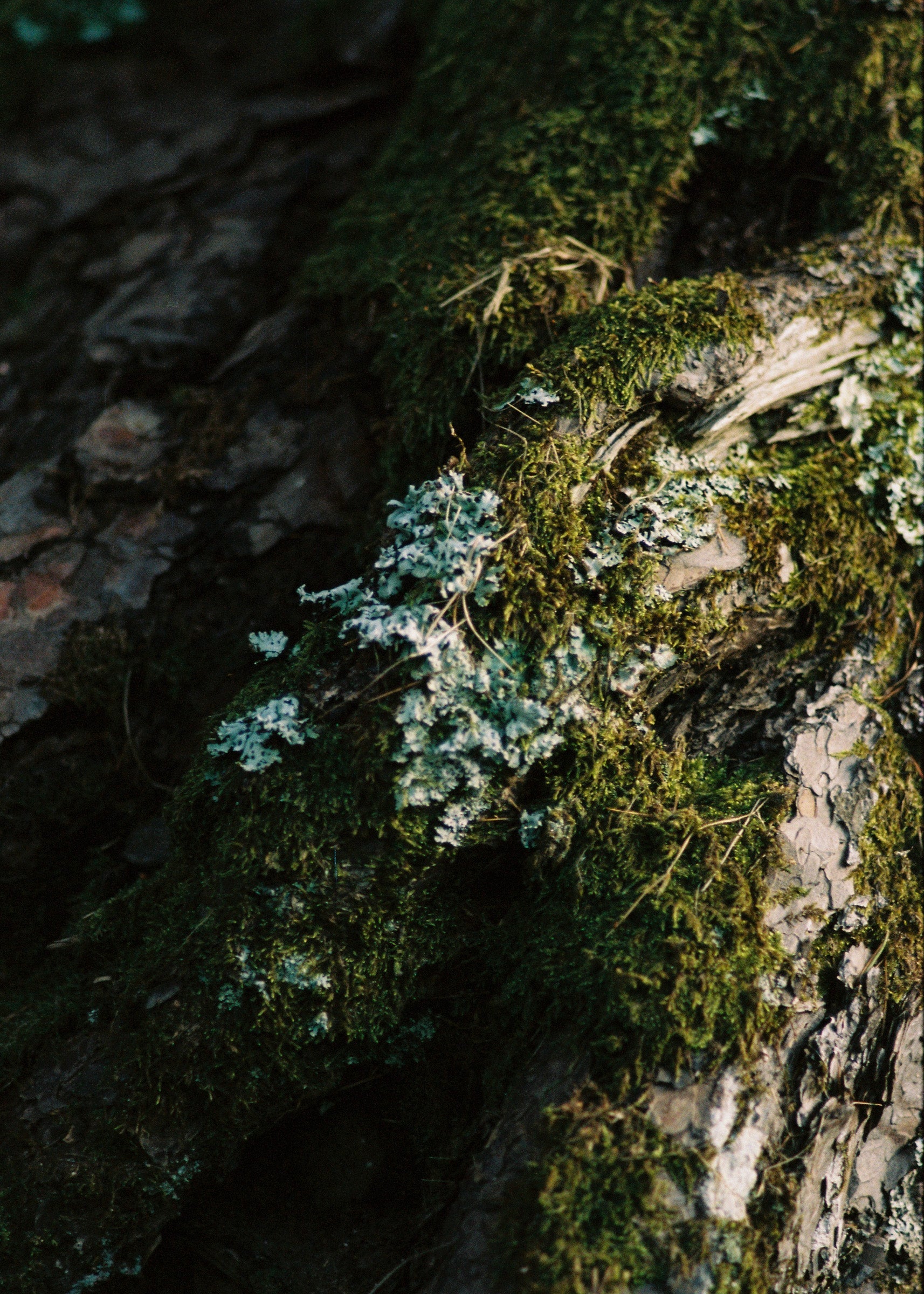 Rain Wood Soap Bar 85gr