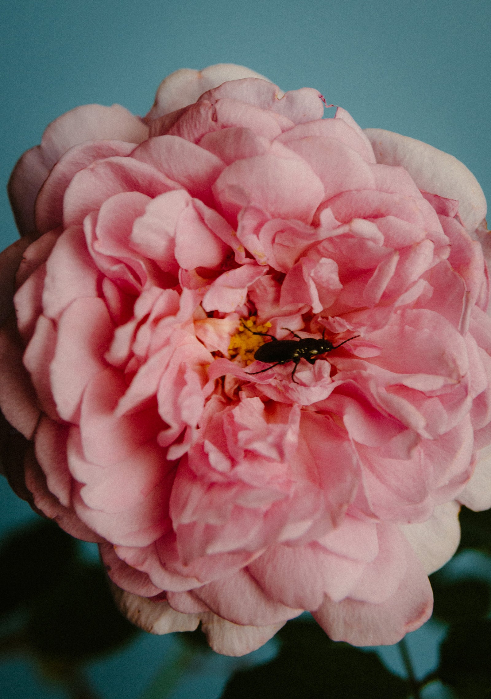 Rose with Insect Eau de Parfum 50ML