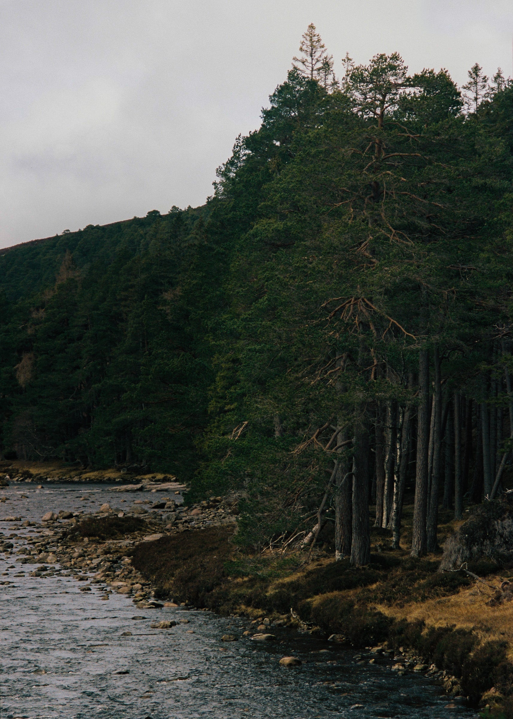 Rain Wood Soap Bar 85gr